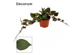 Hoya krohniana black leaves decorum