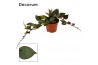 Hoya krohniana black leaves decorum