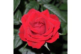 Rosa apache kordana rood schaal