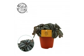Pilea norfolk