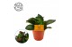 Peperomia clusiifolia red margin 
