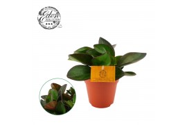 Peperomia clusiifolia red margin