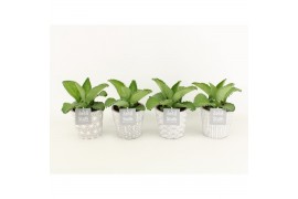 Kalanchoe daigremontiana in star pot