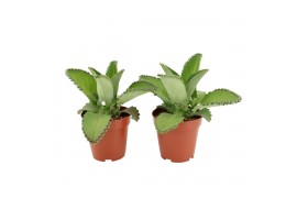 Kalanchoe daigremontiana