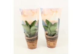 Kalanchoe daigremontiana in desert sierhoes