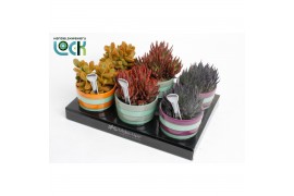 Succulenten mix Succulenten mix MakeUpz in keramiek