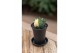 Astrophytum myriostigma variegated 