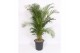 Dypsis lutescens 