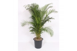 Dypsis lutescens