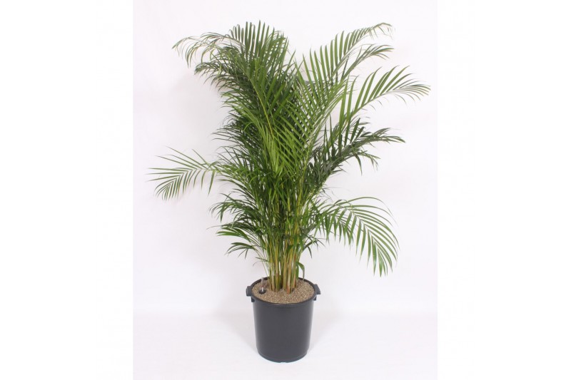Dypsis lutescens 