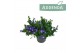 Campanula adansa purple 