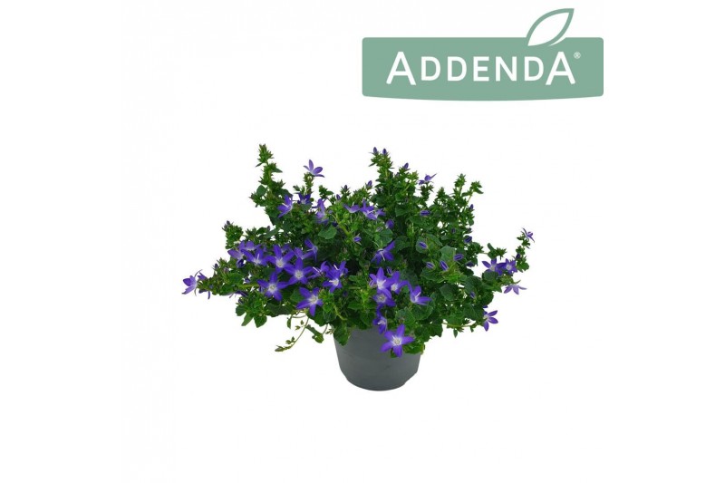 Campanula adansa purple 