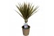 Dracaena marg. bicolor Enkel Stam 