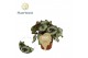 Begonia blad Begonia rex Prinsess Hanover 12cm 3 pp 