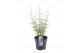Perovskia atriplicifolia prime time 