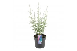 Perovskia atriplicifolia prime time