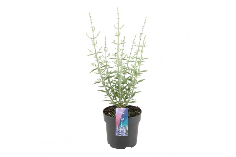 Perovskia atriplicifolia prime time 