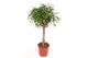 Ficus binnendijkii amstel king vlechtstam 