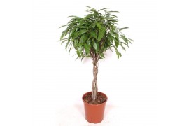 Ficus binnendijkii amstel king vlechtstam