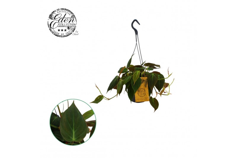 Philodendron Philodendron Micans 15cm HP 5 pp Philodendron Philodendron Micans 15cm HP 5 pp