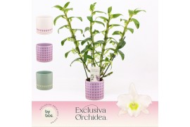 Dendrobium nob. spring dreamstarclass apollon Dendrobium Nobilé, Apoll