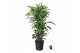 Dracaena fragr. der. lemon lime vertakt 