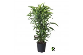 Dracaena fragr. der. lemon lime vertakt