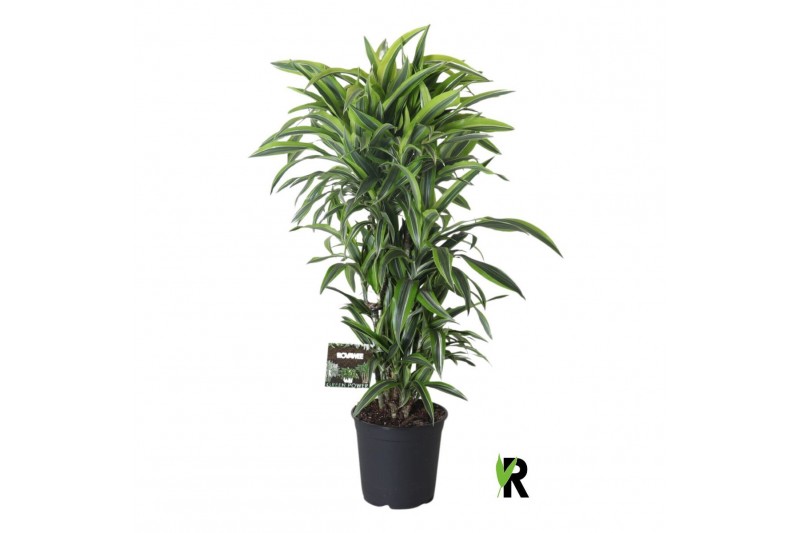 Dracaena fragr. der. lemon lime vertakt 