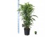 Dracaena fragr. der. lemon lime vertakt 