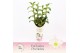 Dendrobium nob. spring dreamstarclass apollon 4-spike Exclusiva Orchid 