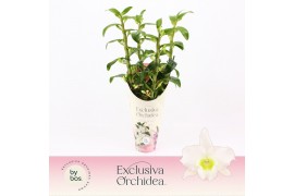 Dendrobium nob. spring dreamstarclass apollon 4-spike Exclusiva Orchid