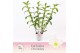 Dendrobium nob. spring dreamstarclass apollon 4-spike Exclusiva Orchid 