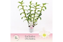 Dendrobium nob. spring dreamstarclass apollon 4-spike Exclusiva Orchid