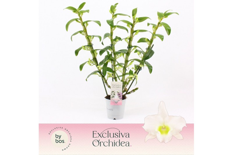 Dendrobium nob. spring dreamstarclass apollon 4-spike Exclusiva Orchid Dendrobium nob. spring dreamstarclass apollon 4-spike Exclusiva Orchid