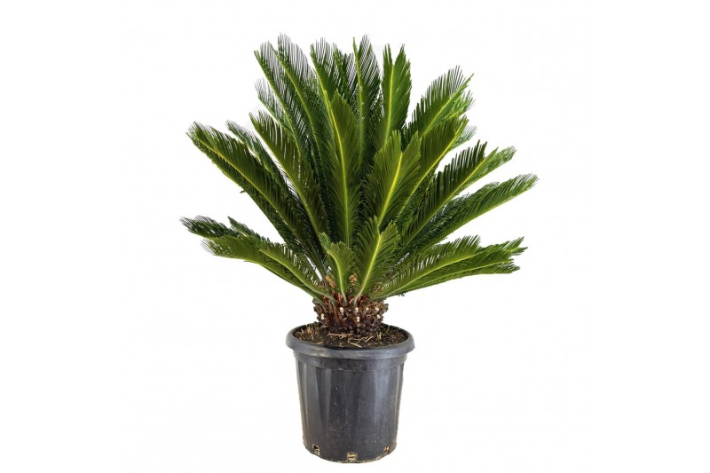 Cycas revoluta 