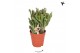 Crassula ovata hobbit kolibri greens 