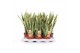 Sansevieria trifasciata laurentii 
