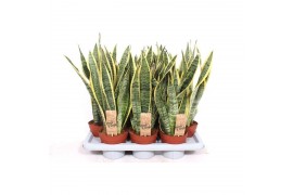 Sansevieria trifasciata laurentii