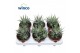 Haworthia fasciata big band 