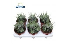 Haworthia fasciata big band