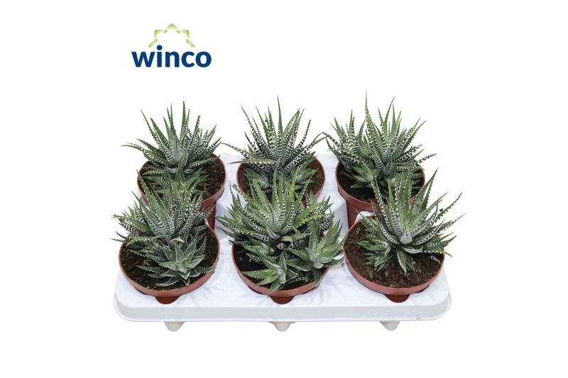 Haworthia fasciata big band 