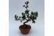 Bonsai Pinus Parviflora E10 (herkomst: Japan) 