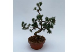 Bonsai Pinus Parviflora E10 (herkomst: Japan)
