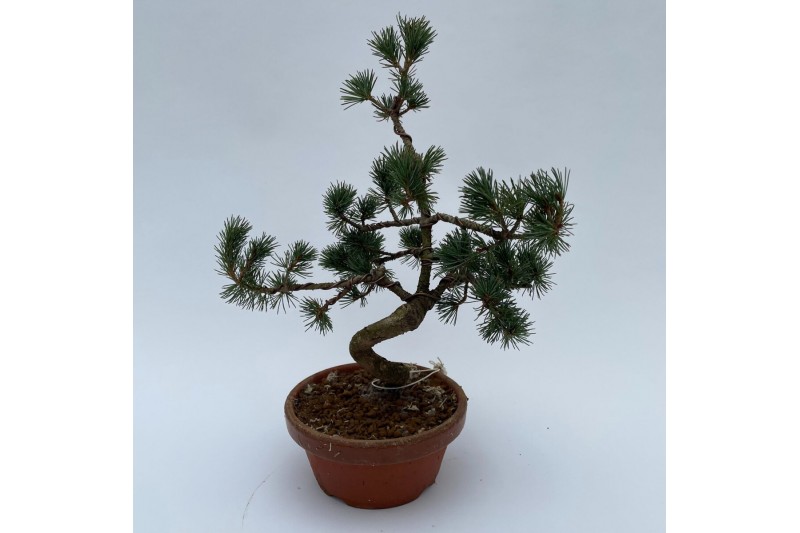 Bonsai Pinus Parviflora E10 (herkomst: Japan) 