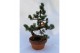 Bonsai Pinus Parviflora E10 (herkomst: Japan) 