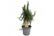 Rosmarinus prostratus stam 