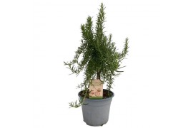 Rosmarinus prostratus stam