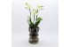 Phalaenopsis PHAL-2528W Phalaenopsis creatie 1 pp 