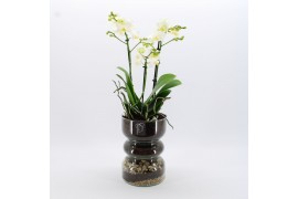 Phalaenopsis PHAL-2528W Phalaenopsis creatie 1 pp