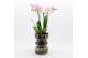 Phalaenopsis PHAL-2528RZ Phalaenopsis creatie 1 pp 